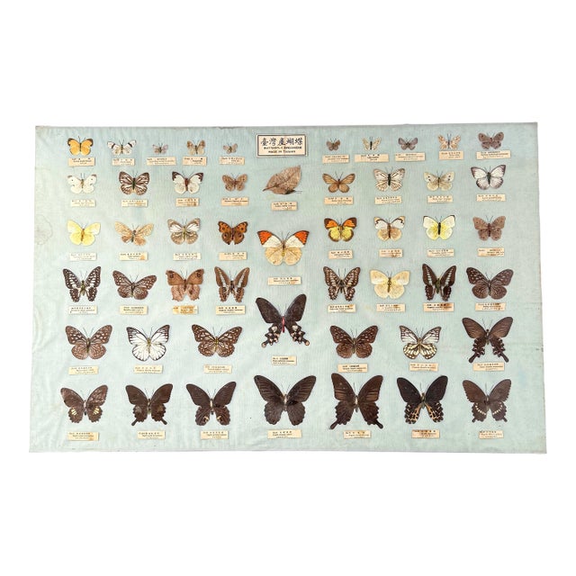 Vintage 1960s–1970s Taiwanese Butterfly Specimen Entomology Display, 34” For Sale