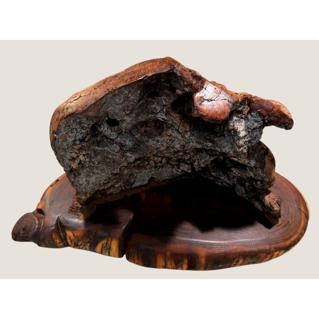 Contemporary Vintage Burl Root Wood Abstract Sculpture Live Edge Base Organic Modern 17" For Sale - Image 3 of 15