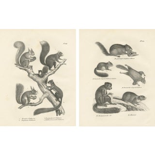 After Schinz, Squirrels & Flying Squirrels, 19th Century, Lithographs, Set of 2 For Sale