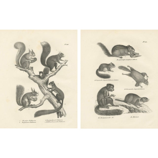 After Schinz, Squirrels & Flying Squirrels, 19th Century, Lithographs, Set of 2 For Sale