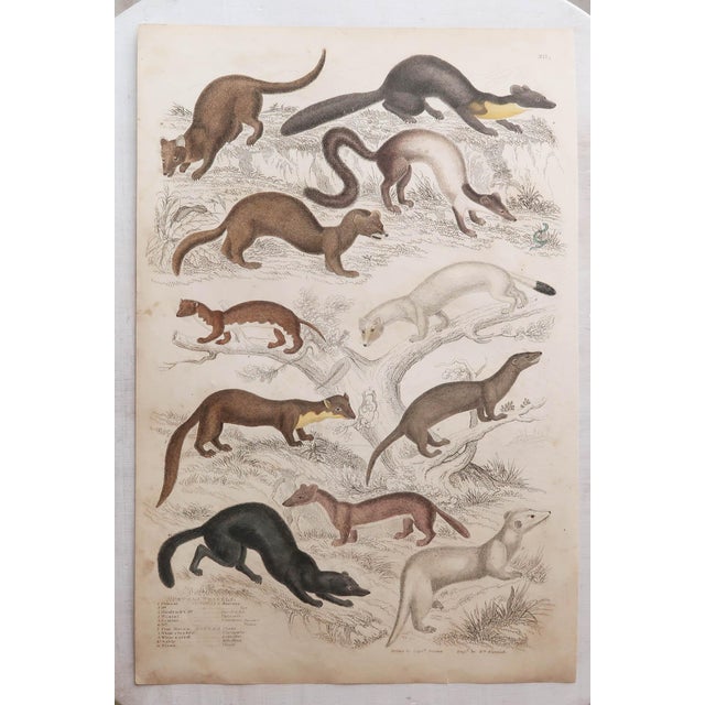 After Cpt. Brown, Big Cat Illustrations, 1835, Prints, Set of 12 For Sale - Image 9 of 14