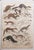 After Cpt. Brown, Big Cat Illustrations, 1835, Prints, Set of 12 For Sale - Image 9 of 14