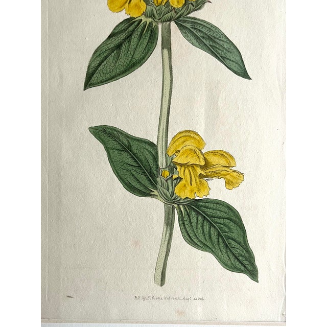 Illustration Antique Original Hand Colored Curtis Floral Botanical Etching For Sale - Image 3 of 6