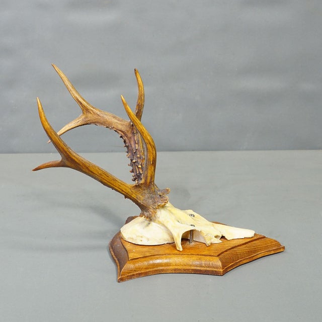 Vintage Set of Six Roe Deer Trophies on Wooden Plaques Germany ca.1950/1960s A collection of six large vintage roe deer...