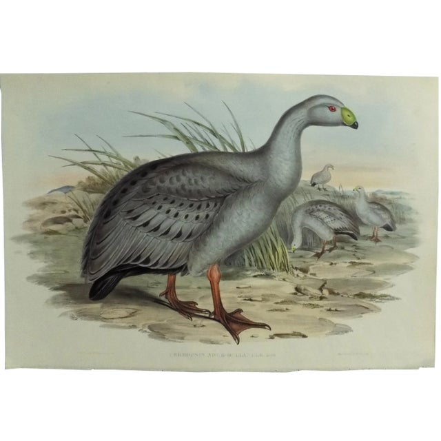 Cape Barren Goose from Birds of Europe, 1837 by John Gould. John Gould (1804—1881) was the most well known publisher of...