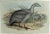 Cape Barren Goose from Birds of Europe, 1837 by John Gould. John Gould (1804—1881) was the most well known publisher of...