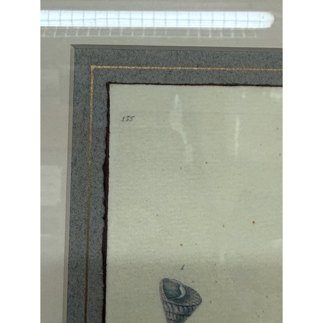 Paper Coastal Composition Sketch of Seashells, Framed For Sale - Image 7 of 11