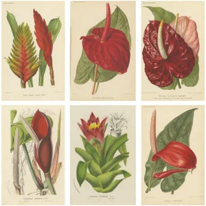 Exquisite Flora, 1855, Paper, Set of 6