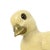 Duck Figurines in Resin and Brass from Malevolti, Italy, 1970s, Set of 2 For Sale - Image 12 of 13