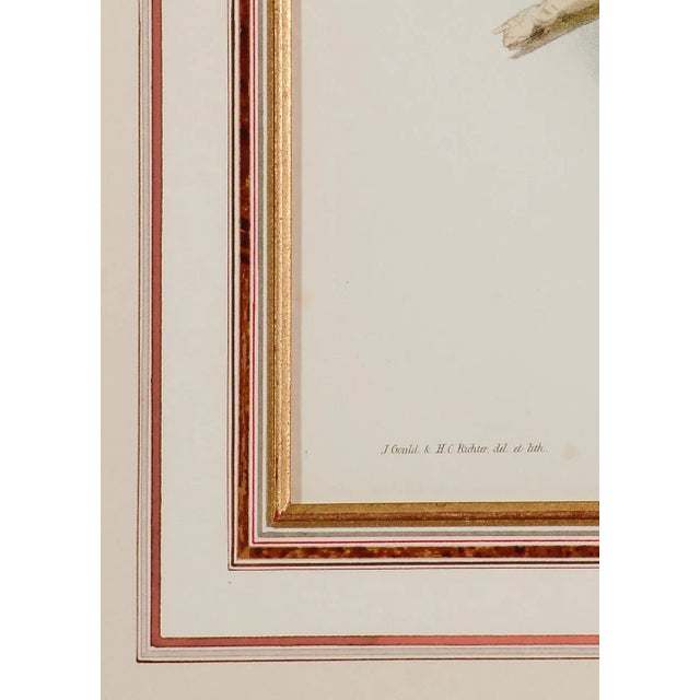 Mid 19th Century Honey Buzzard Bird: A Framed Original 19th C. Hand-Colored Lithograph by Gould, 1862-1873 For Sale - Image 5 of 6