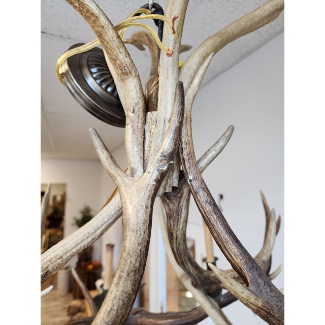 Antique Elk Antler Chandelier For Sale - Image 11 of 13