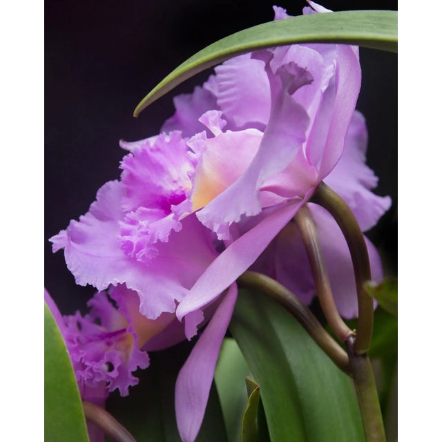 "Botanical 99" Contemporary Still Life Color Photograph For Sale