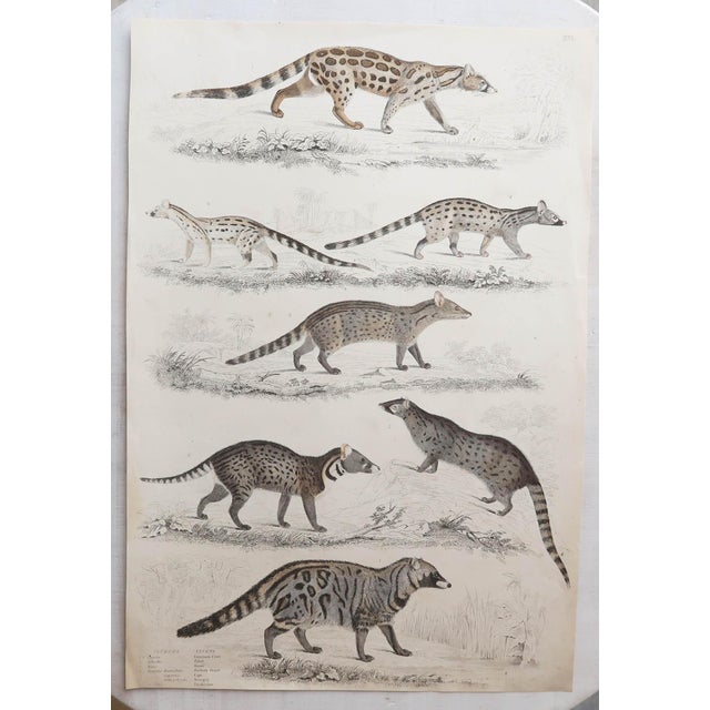 Great images of Lions and tigers Unframed. Lithographs after Cpt. Brown with original hand color. Published, 1847. The...