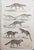 Great images of Lions and tigers Unframed. Lithographs after Cpt. Brown with original hand color. Published, 1847. The...