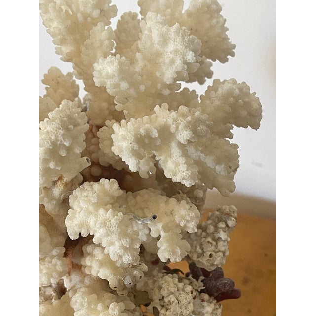 1960s 1960s Marine Arrangement - White Coral Cluster on Faux Red Coral Stand For Sale - Image 5 of 8