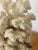 1960s 1960s Marine Arrangement - White Coral Cluster on Faux Red Coral Stand For Sale - Image 5 of 8