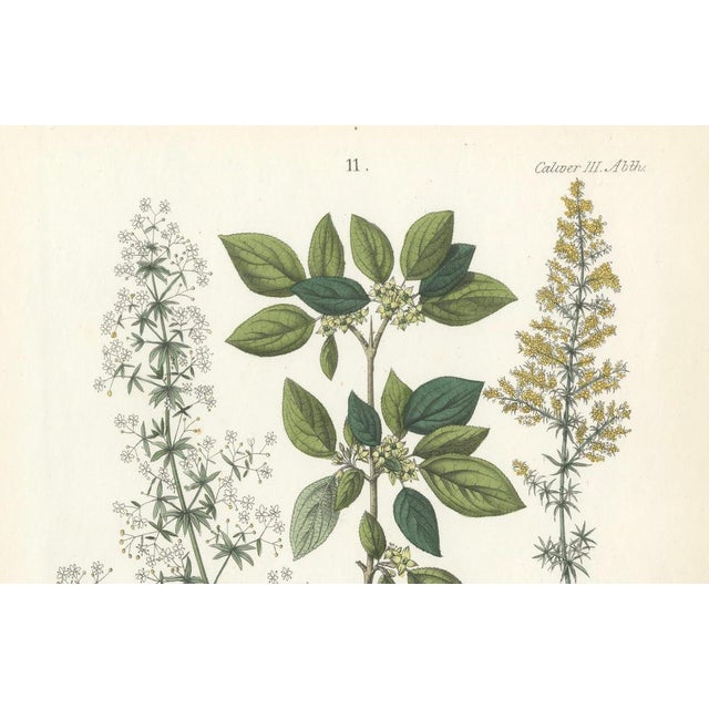Mid 19th Century Hand-Colored Botanical Lithograph of Madder, Buckthorn, Cleavers, 1854, Print For Sale - Image 5 of 6