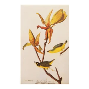 Kentucky Warbler After John J. Audubon, 1966 Cottage Print