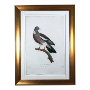 Madame Pauline Knip Engraving of a Pigeon, Columba Palumbus (Colombe Ramier)