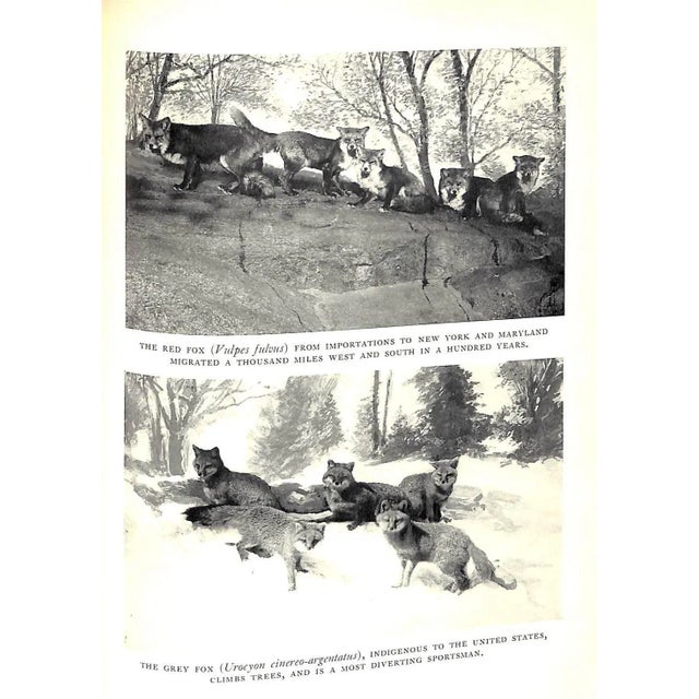 "Hounds and Hunting: Through the Ages" 1933 Thomas, Joseph B. [m.f.h.] For Sale - Image 11 of 16