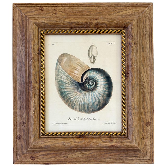 Curated set of four framed shell prints inspired by the famous 18th-century hand-colored copperplate engravings of German...
