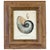 Curated set of four framed shell prints inspired by the famous 18th-century hand-colored copperplate engravings of German...