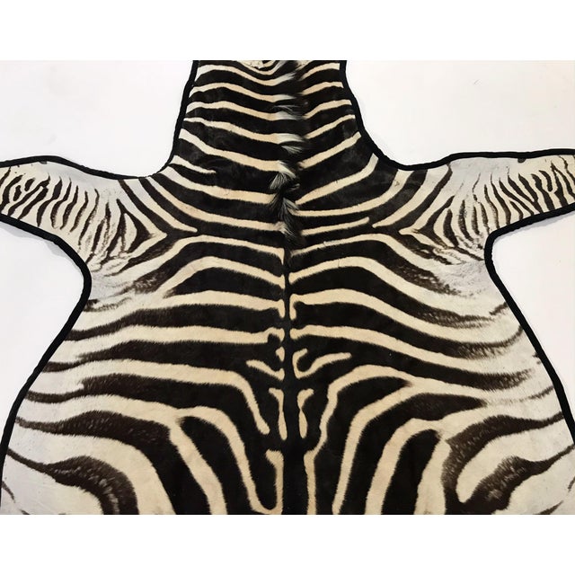 Forsyth Zebra Hide Rug Trimmed in Black Velvet 6'10" x 8' Chairish