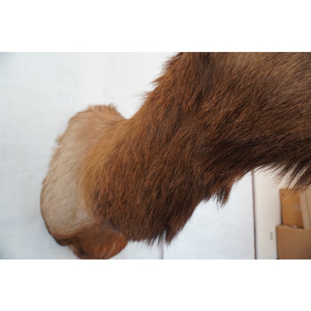 Elk Trophy Head & Shoulder Mount For Sale - Image 14 of 17