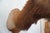 Elk Trophy Head & Shoulder Mount For Sale - Image 14 of 17