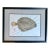 Vintage Original Gyotaku Fish Print “Windowpane” by David J. Denick | Framed Coastal Fishing Art, Signed For Sale
