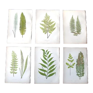 Antique 19th Century Botanical Fern Wood Engravings - Set of 6