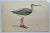 Antique Bird Print From England Showcasing a Spotted Red Shank - Circa 1880. Print measures 7 1/4” W x 4 5/8” T Attached...