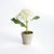 Kenneth Ludwig Chicago Mini Hydrangea Potted 8", Set Of 4 For Sale - Image 4 of 4