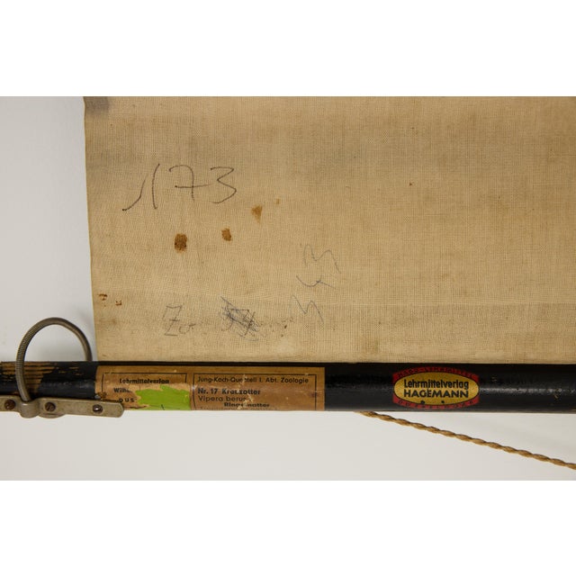 Jung-Koch-Quentell German Zoological Snake Anatomy Wall Chart, C. 1960s For Sale - Image 18 of 18