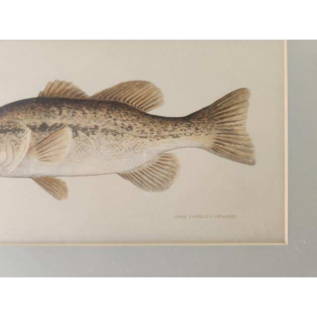 Realism John Langley Howard 1960s Bass Fish Watercolor Painting Scientific Illustration For Sale - Image 3 of 11
