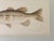 Realism John Langley Howard 1960s Bass Fish Watercolor Painting Scientific Illustration For Sale - Image 3 of 11