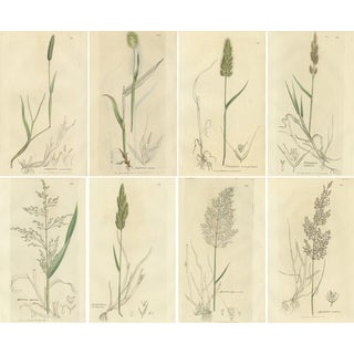 After James Sowerby, Botanical Illustrations of Meadow Foxtail, Polypogon & Agrostis, 1830s, Engravings, Set of 8 For Sale
