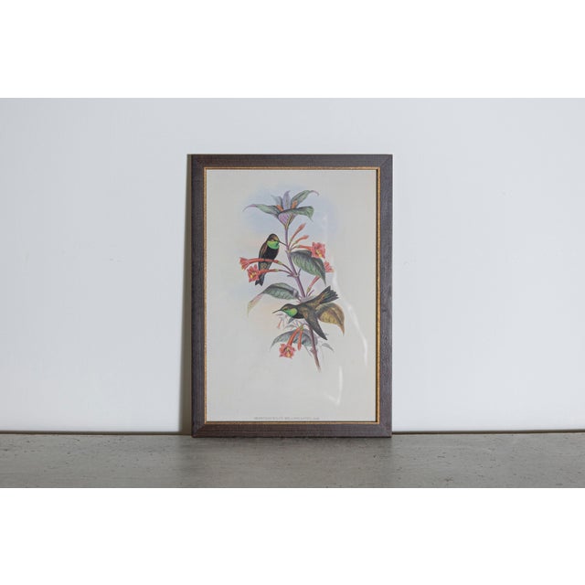 Mr John Gould's tropical framed Bird prints 1955, taken from his limited edition of 1000. The most celebrated British...