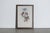 Mr John Gould's tropical framed Bird prints 1955, taken from his limited edition of 1000. The most celebrated British...