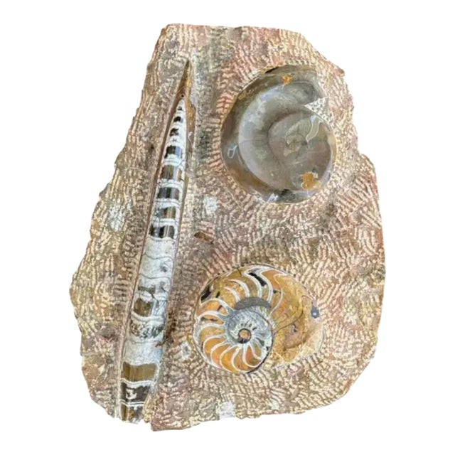 Ammonite and Orthoceras Fossil Plaque - Organic Modern Prehistoric Art For Sale
