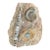 Ammonite and Orthoceras Fossil Plaque - Organic Modern Prehistoric Art For Sale