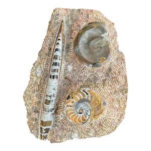 Ammonite and Orthoceras Fossil Plaque - Organic Modern Prehistoric Art