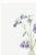 Purple Harebell, Vintage Botanical Art Print Reproduction by Mary Vaux Walcott, 40" X 60" For Sale - Image 8 of 11