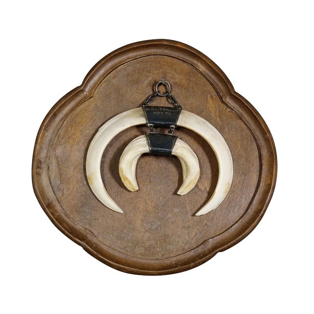 Wood Vintage Wild Boar Trophy on Wooden Plaque, Germany 1970s For Sale - Image 7 of 7