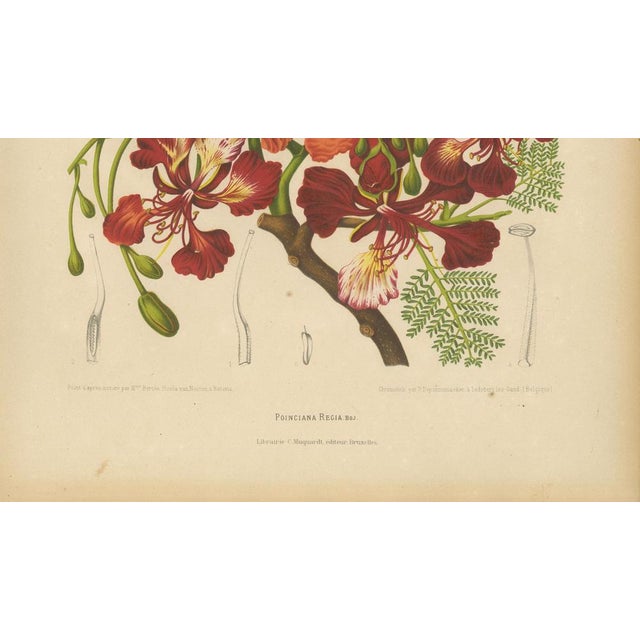 Red Hoola van Nooten, Royal Poinciana Botanical, 1880, Chromolithograph For Sale - Image 8 of 10
