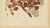 Red Hoola van Nooten, Royal Poinciana Botanical, 1880, Chromolithograph For Sale - Image 8 of 10
