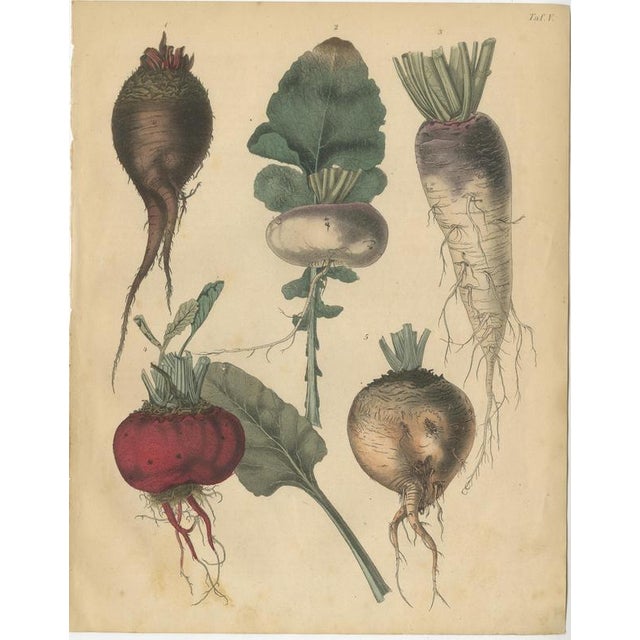 Calwer, Root Vegetables, Beets, Carrots, Turnips, 1852, Prints, Set of 2 For Sale - Image 3 of 9