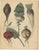 Calwer, Root Vegetables, Beets, Carrots, Turnips, 1852, Prints, Set of 2 For Sale - Image 3 of 9