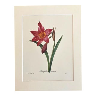 Vintage Pierre-Josephe Redouté Print in 11x14 Mat - "Amaryllis Equeste", EUC For Sale