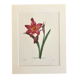 Vintage Pierre-Josephe Redouté Print in 11x14 Mat - "Amaryllis Equeste", EUC